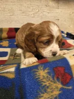 Ted two blue eyes!, a male Cocker Spaniel for sale in Knoxville, IA – 3 of 3