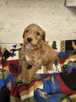 Ducky moyen size, a male Poodle - Miniature  for sale in Knoxville, IA – 3 of 3