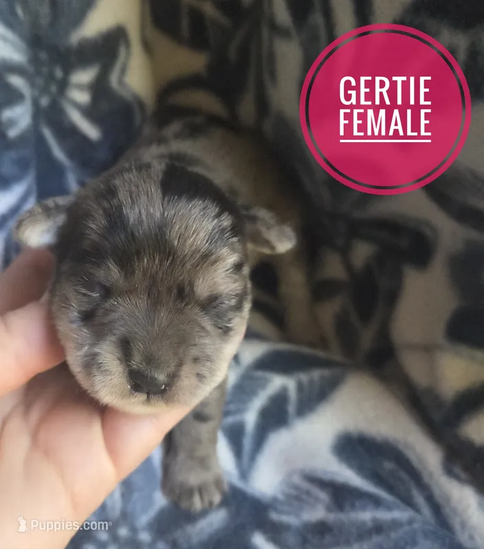 Gertie – Miniature Schnauzer puppy for sale in Knoxville, IA