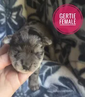 Gertie, a female Miniature Schnauzer for sale in Knoxville, IA – 1 of 2