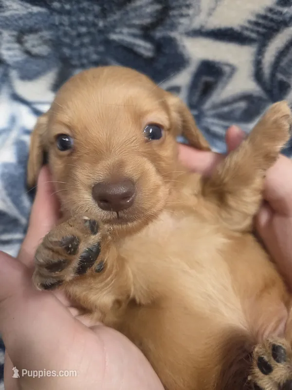 Toasty long-haired  – Miniature Dachshund puppy for sale in Knoxville, IA