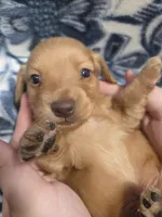 Toasty long-haired , a male Miniature Dachshund for sale in Knoxville, IA – 1 of 3