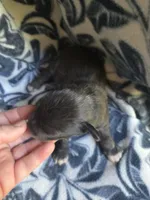 Julius, a male Miniature Schnauzer for sale in Knoxville, IA – 3 of 3