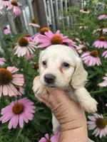 Snowy, a female Miniature Dachshund for sale in Knoxville, IA – 2 of 2