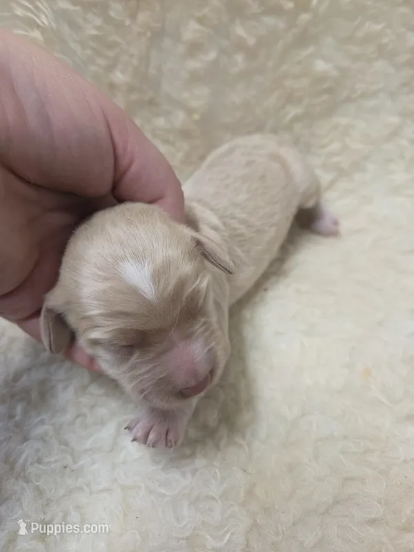 Ophelia – Doxiepoo puppy for sale in Knoxville, IA