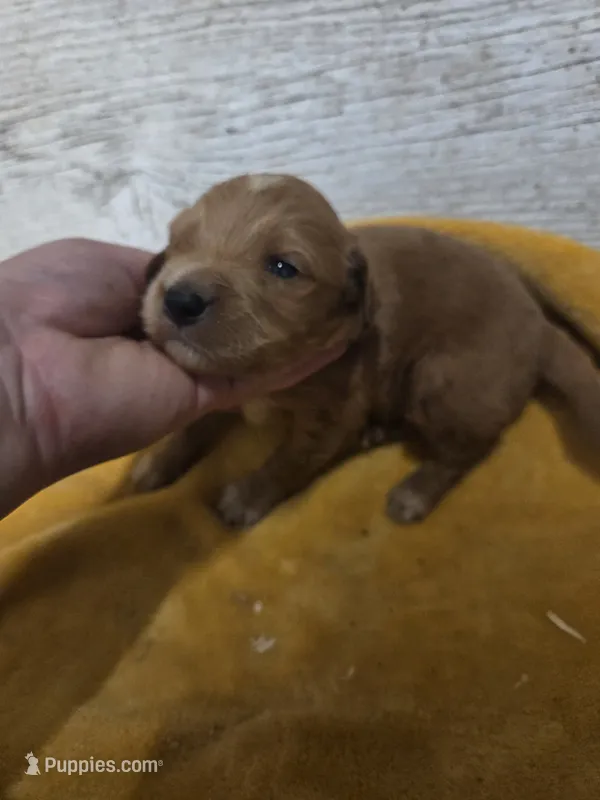 Blaze – Miniature Golden Retriever puppy for sale in Knoxville, IA