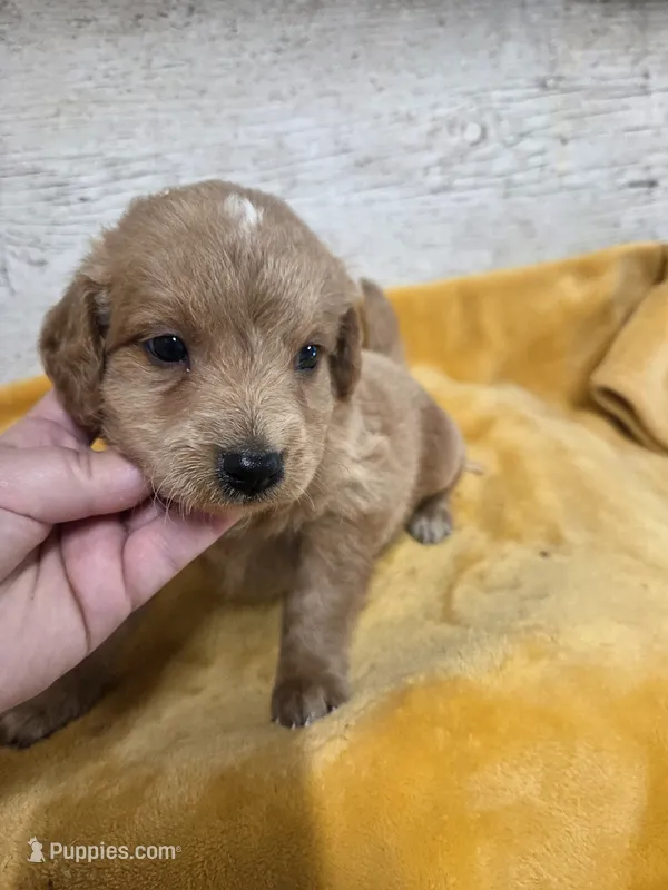 Gus – Miniature Golden Retriever puppy for sale in Knoxville, IA