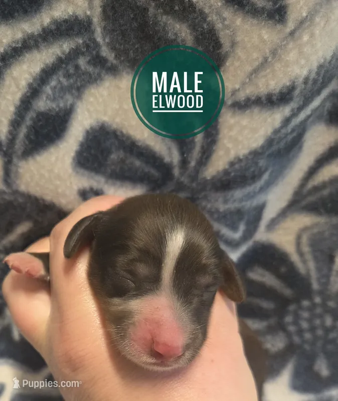 Elwood long-haired  – Miniature Dachshund puppy for sale in Knoxville, IA