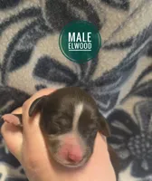 Elwood long-haired , a male Miniature Dachshund for sale in Knoxville, IA – 1 of 3