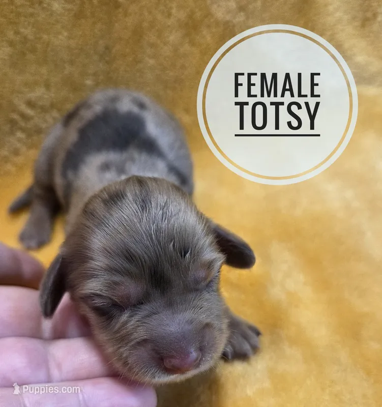 Totsy Long-haired  – Miniature Dachshund puppy for sale in Knoxville, IA