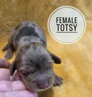 Totsy Long-haired , a female Miniature Dachshund for sale in Knoxville, IA – 1 of 3