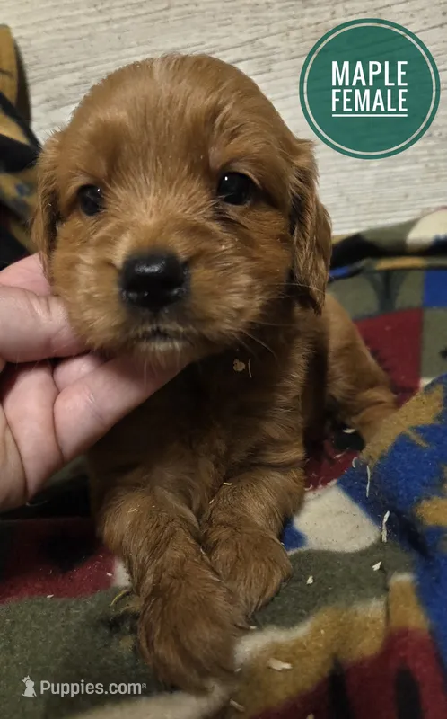 Maple  – Miniature Golden Retriever puppy for sale in Knoxville, IA