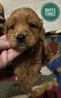 Maple , a female Miniature Golden Retriever for sale in Knoxville, IA – 1 of 2
