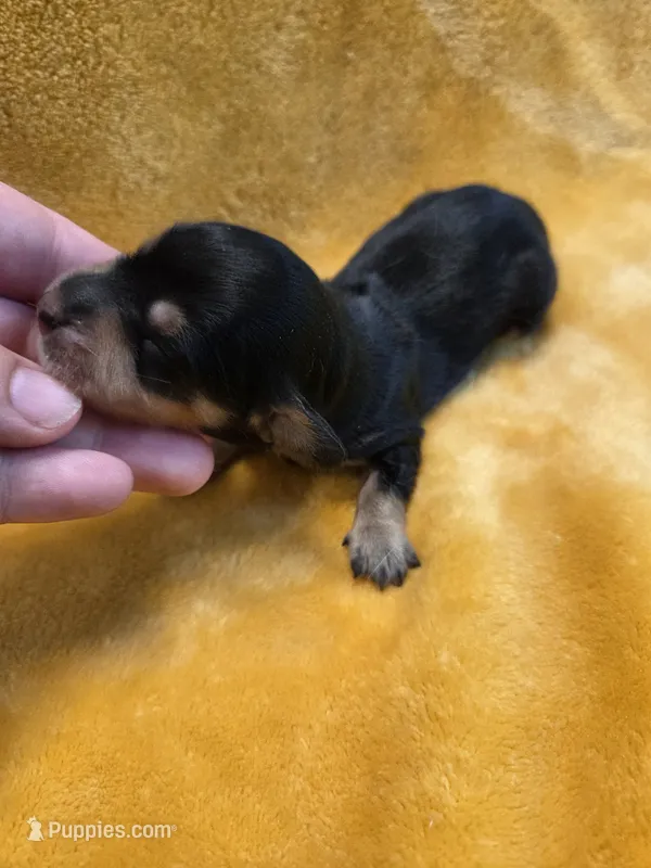 Jello long-haired  – Miniature Dachshund puppy for sale in Knoxville, IA