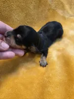 Jello long-haired , a female Miniature Dachshund for sale in Knoxville, IA – 1 of 3