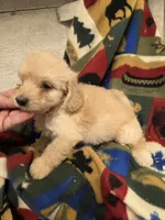 Enid, a female Doxiepoo for sale in Knoxville, IA – 2 of 4