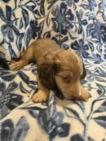 Jimmy Dean long-haired , a male Miniature Dachshund for sale in Knoxville, IA – 3 of 3
