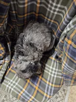 Bluey, a male Poodle - Miniature  for sale in Knoxville, IA – 2 of 4