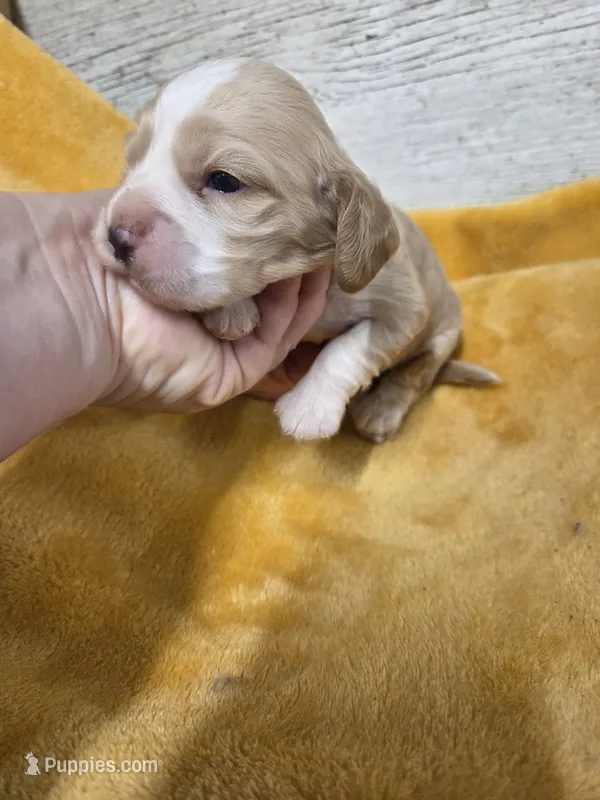 Kite – Cocker Spaniel puppy for sale in Knoxville, IA