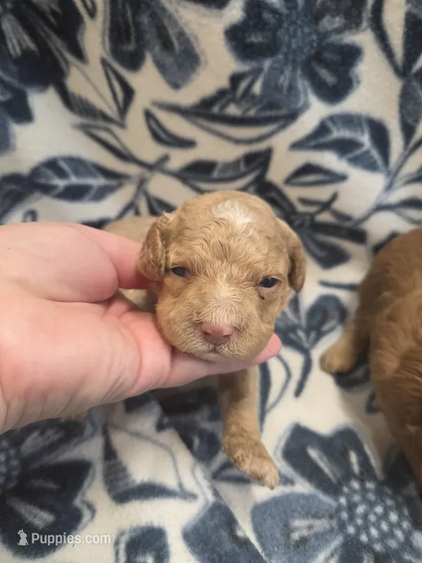 Alice  – Cockapoo puppy for sale in Knoxville, IA
