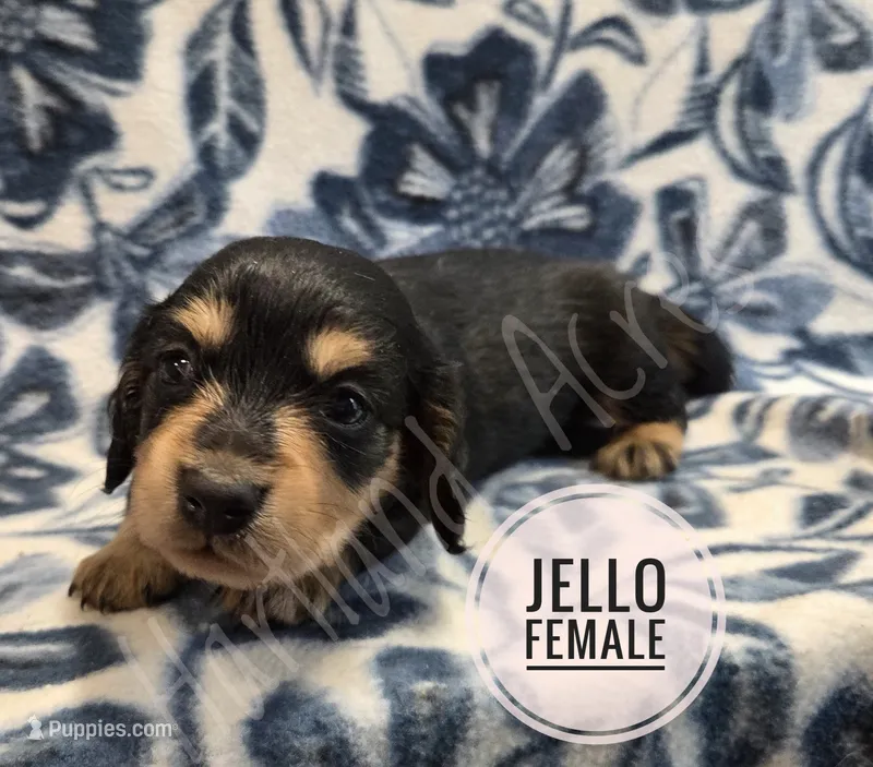 Jello long-haired  – Miniature Dachshund puppy for sale in Knoxville, IA