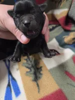 Mint, a female Miniature Schnauzer for sale in Knoxville, IA – 2 of 3