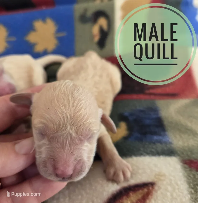 Quill – Miniature Golden Retriever puppy on hold in Knoxville, IA
