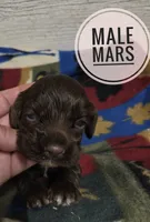 Mars, a male Cocker Spaniel for sale in Knoxville, IA – 2 of 2
