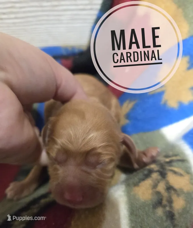 Cardinal  – Miniature Golden Retriever puppy for sale in Knoxville, IA