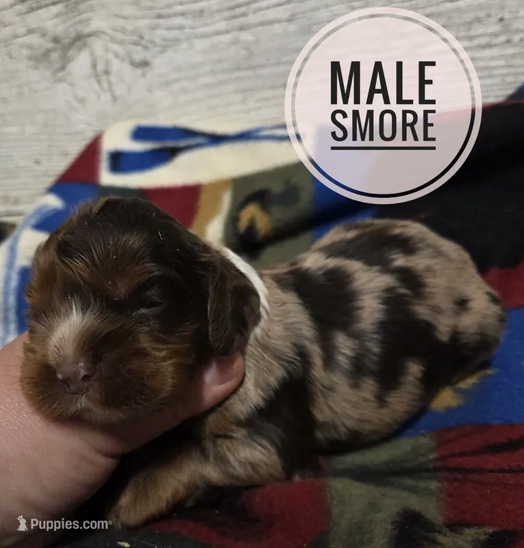 Smore  – Cocker Spaniel puppy for sale in Knoxville, IA