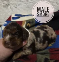 Smore , a male Cocker Spaniel for sale in Knoxville, IA – 1 of 3