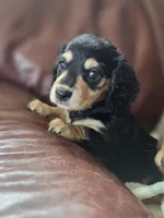 Jello long-haired , a female Miniature Dachshund for sale in Knoxville, IA – 2 of 3
