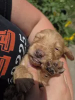 Frank long-haired blue eyes, a male Miniature Dachshund for sale in Knoxville, IA – 2 of 3