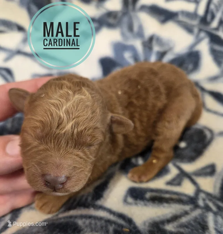 Cardinal moyen size – Poodle - Miniature  puppy for sale in Knoxville, IA