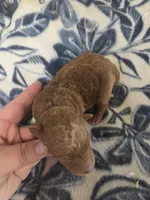 Cardinal moyen size, a male Poodle - Miniature  for sale in Knoxville, IA – Photo 2 of 2