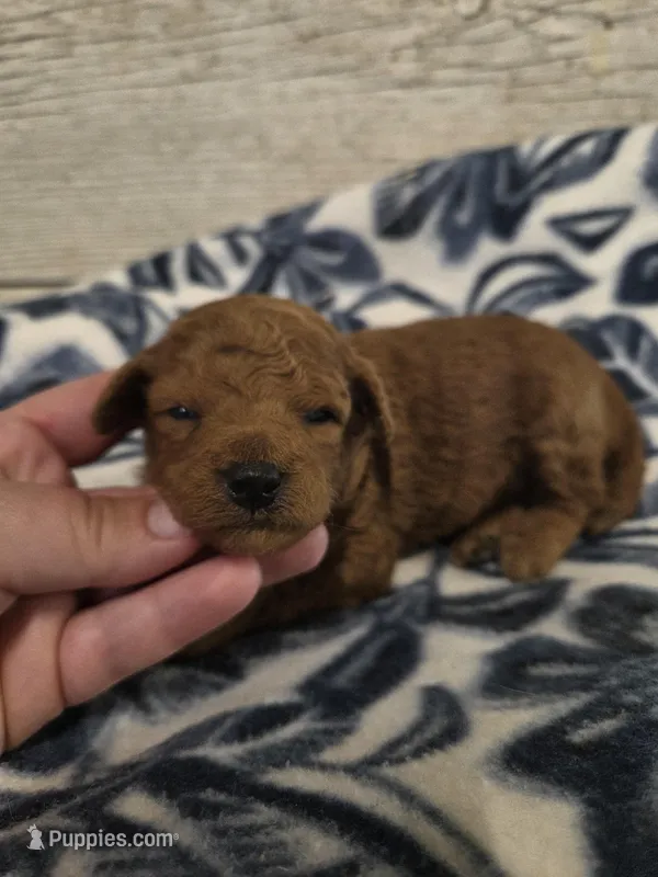 Cardinal moyen size – Poodle - Miniature  puppy for sale in Knoxville, IA