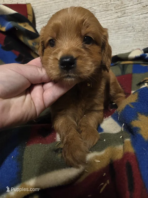 Finch  – Miniature Golden Retriever puppy for sale in Knoxville, IA