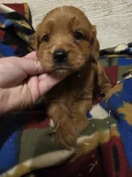 Cardinal , a male Miniature Golden Retriever for sale in Knoxville, IA – 1 of 2