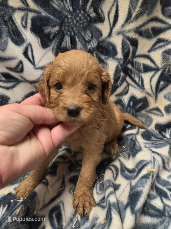 Amarillo – Cockapoo puppy for sale in Knoxville, IA
