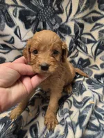 Amarillo, a female Cockapoo for sale in Knoxville, IA – 1 of 3