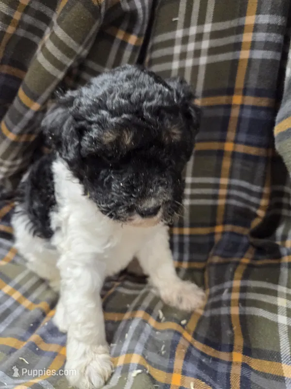 Charles tri color  – Poodle - Miniature  puppy for sale in Knoxville, IA
