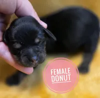 Donut long-haired , a female Miniature Dachshund for sale in Knoxville, IA – 1 of 2