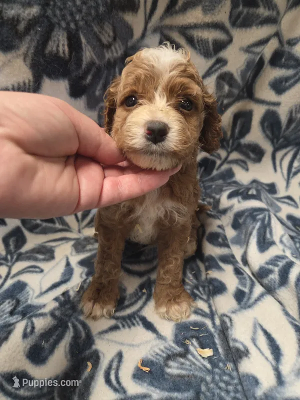 Abraham – Cockapoo puppy for sale in Knoxville, IA