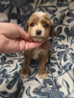 Abraham, a male Cockapoo for sale in Knoxville, IA – 1 of 2