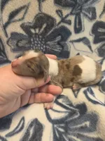 Wishbone , a male Miniature Dachshund for sale in Knoxville, IA – 3 of 3