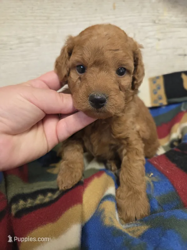 Rhubarb Moyen size  – Poodle - Miniature  puppy for sale in Knoxville, IA