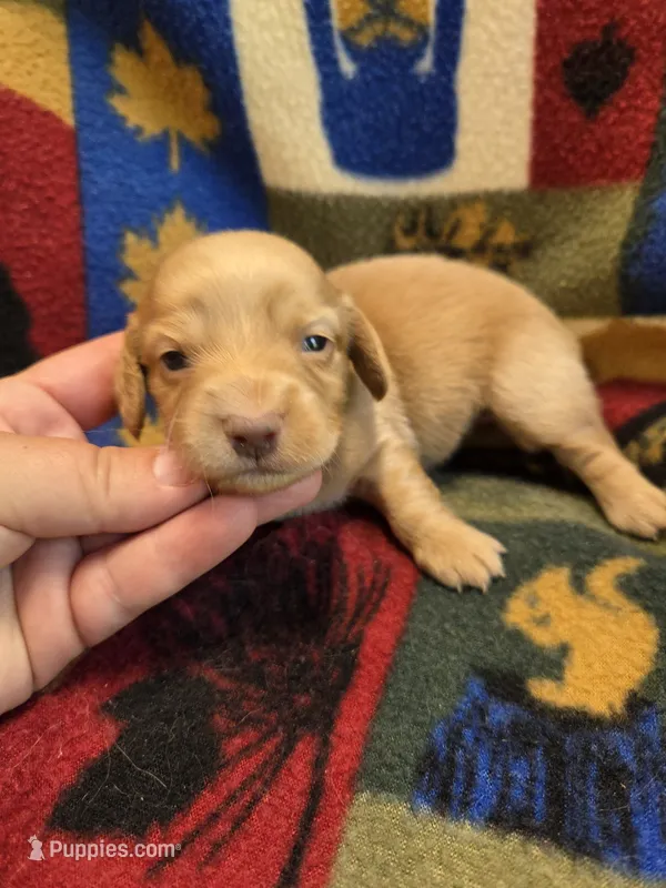 Blondie long-haired  – Miniature Dachshund puppy for sale in Knoxville, IA