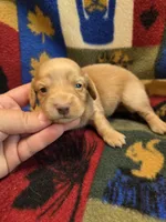 Blondie long-haired , a female Miniature Dachshund for sale in Knoxville, IA – 2 of 3