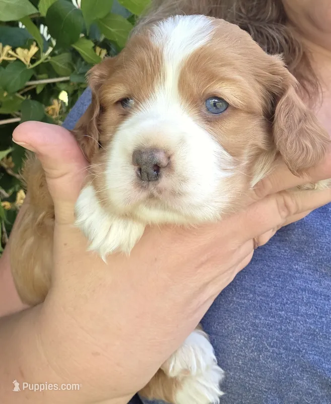 Ted two blue eyes! – Cocker Spaniel puppy for sale in Knoxville, IA
