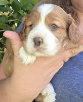 Ted two blue eyes!, a male Cocker Spaniel for sale in Knoxville, IA – 2 of 2